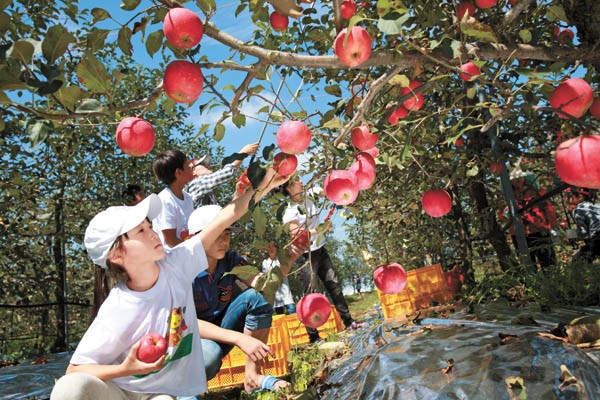 TOUR 5N4Đ HÀN QUỐC MÙA THU: HÀ NỘI - SEOUL - NAMI - EVERLAND - HÁI TÁO (đi trưa về trưa bay VN)